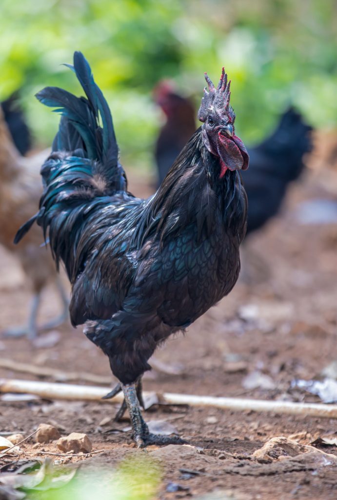 sabung ayam bangkok