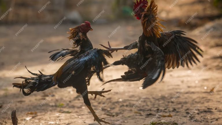Rasakan Sensasi Permainan Sabung Ayam: Sebuah Perayaan Budaya dan Kompetisi