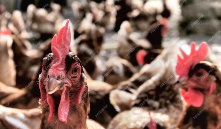 Panduan Lengkap Sabung Ayam Bangkok Elite