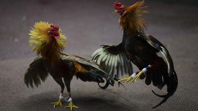 Sabung Ayam Togel – Taruhan Seru & Keuntungan Nyata