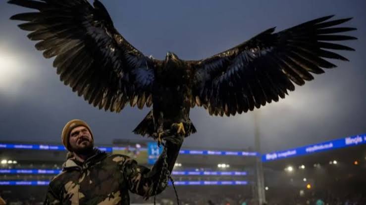 PETA Desak Crystal Palace Pensiunkan Maskot Elang Phoenix